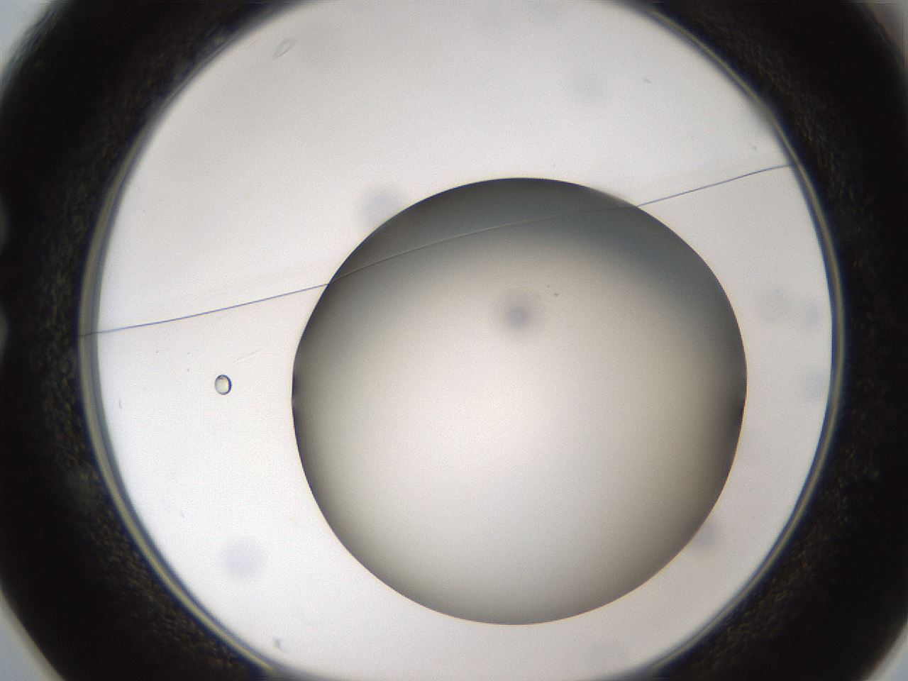 folderID301_plateID1301_batchID4294_wellNum25_profileID1_d1_r77936_ef.jpg