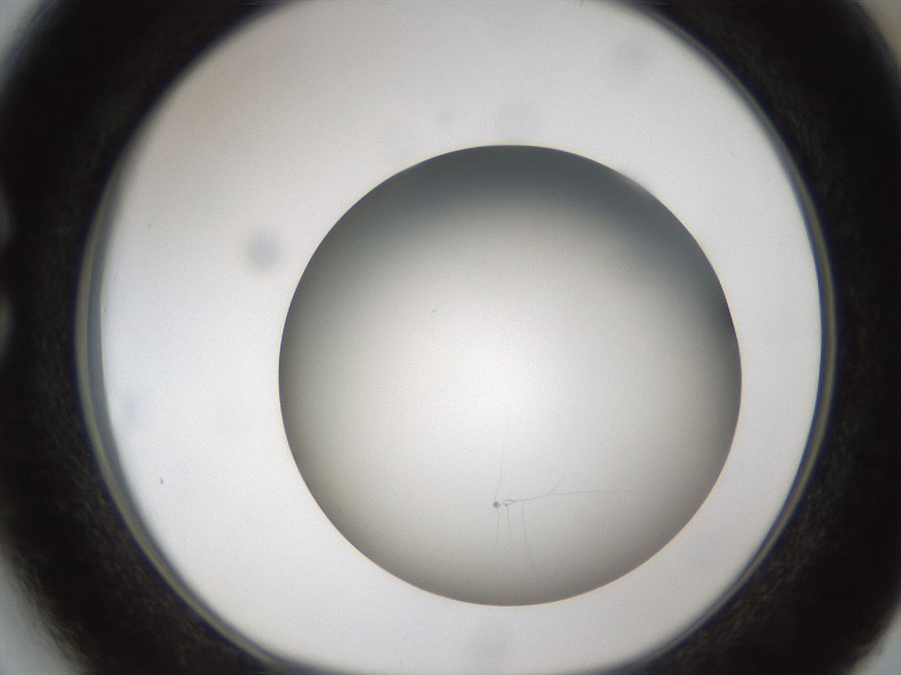 folderID301_plateID1301_batchID4294_wellNum27_profileID1_d1_r77938_ef.jpg