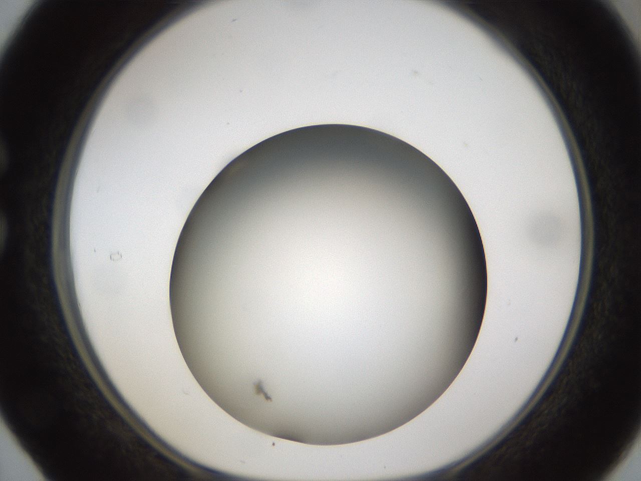 folderID301_plateID1301_batchID4294_wellNum29_profileID1_d1_r77940_ef.jpg