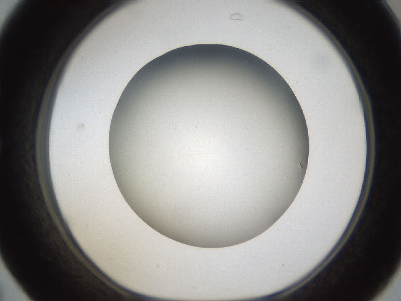 folderID301_plateID1301_batchID4294_wellNum31_profileID1_d1_r77942_ef.jpg