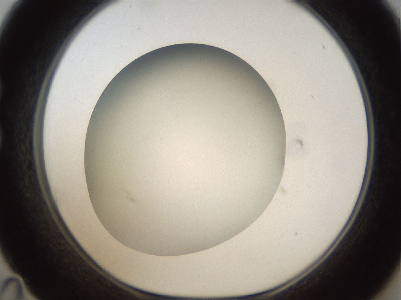 folderID301_plateID1301_batchID4294_wellNum35_profileID1_d1_r77946_ef.jpg
