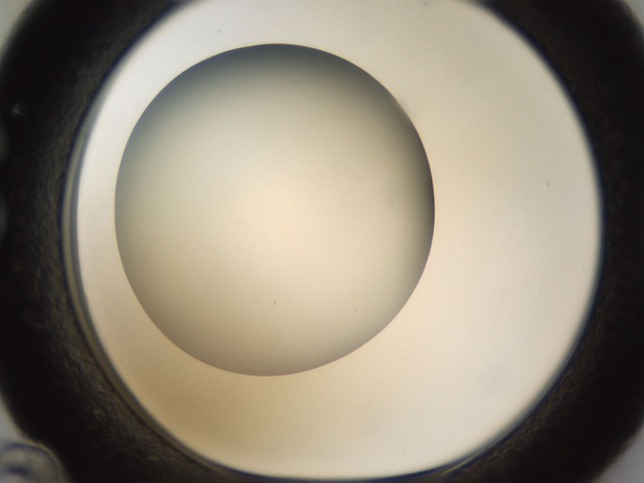folderID301_plateID1301_batchID4294_wellNum36_profileID1_d1_r77947_ef.jpg