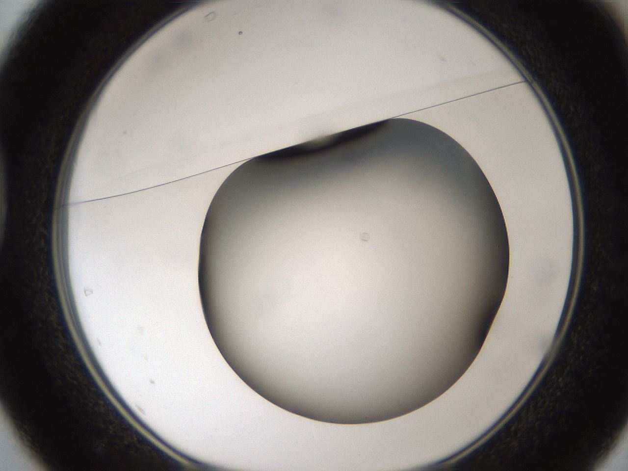 folderID301_plateID1301_batchID4294_wellNum37_profileID1_d1_r77948_ef.jpg