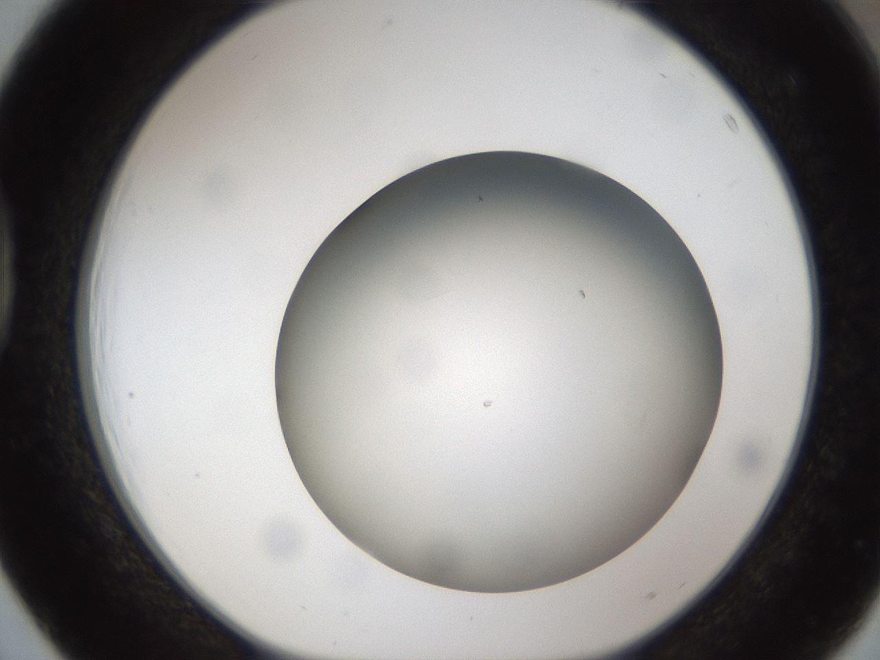 folderID301_plateID1301_batchID4294_wellNum39_profileID1_d1_r77950_ef.jpg