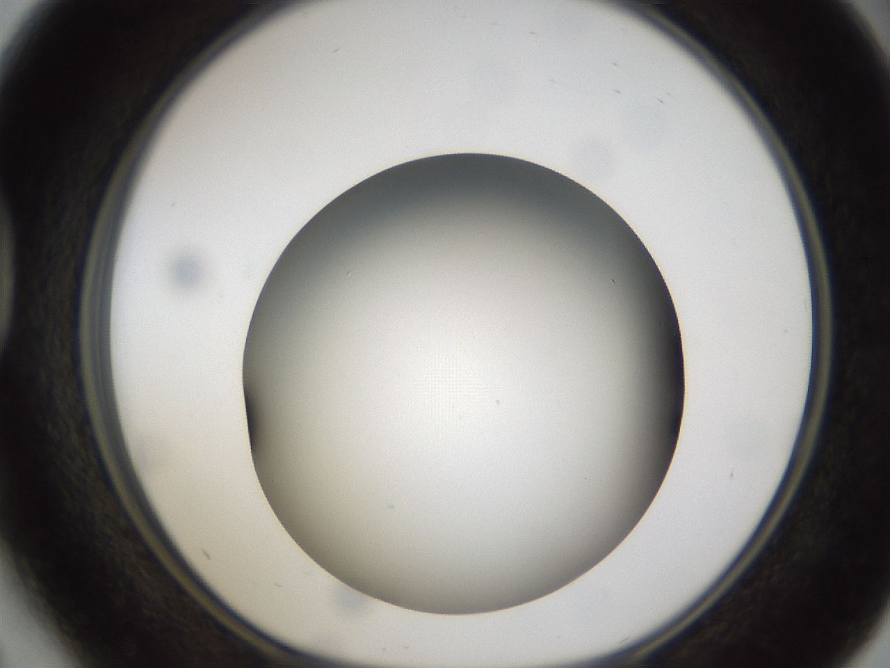 folderID301_plateID1301_batchID4294_wellNum41_profileID1_d1_r77952_ef.jpg