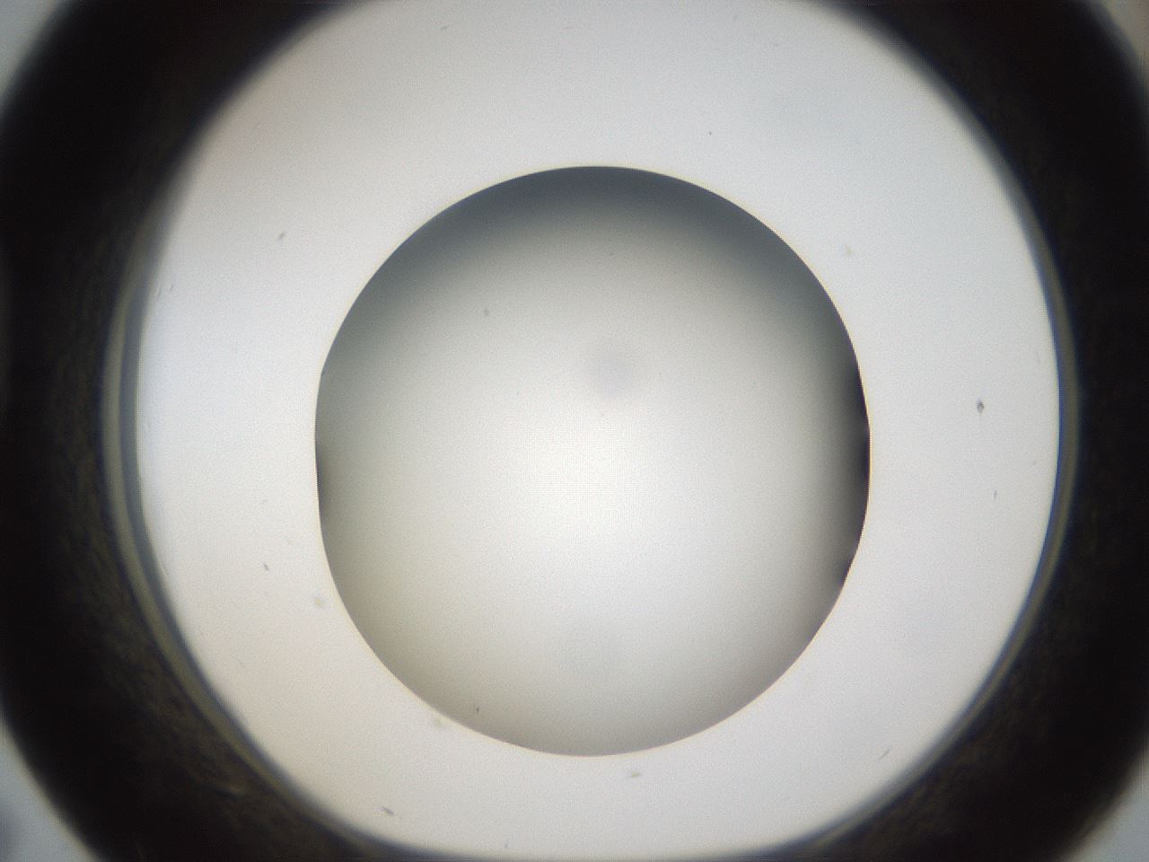 folderID301_plateID1301_batchID4294_wellNum43_profileID1_d1_r77954_ef.jpg