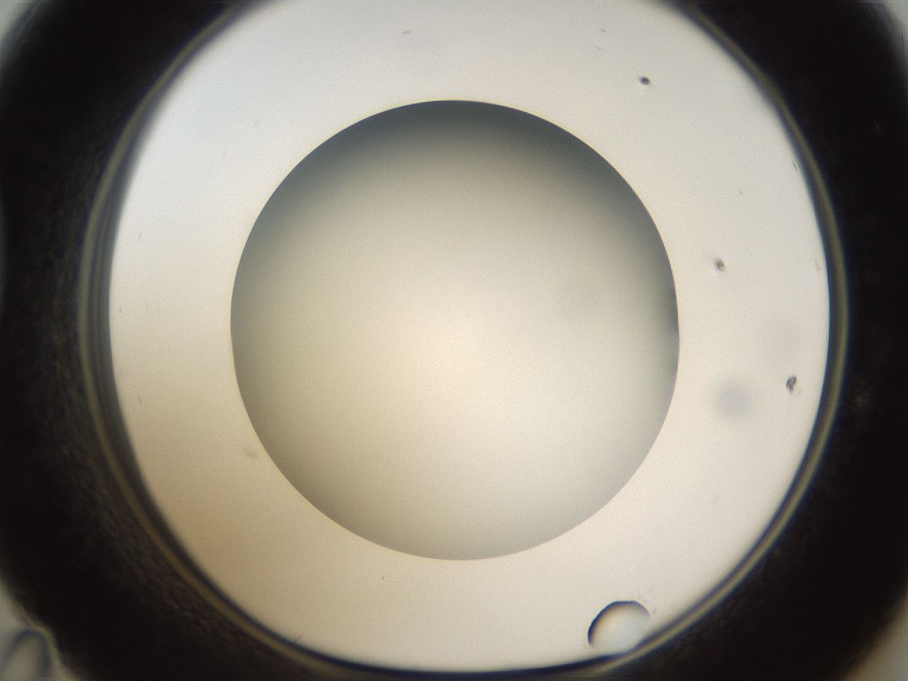 folderID301_plateID1301_batchID4294_wellNum47_profileID1_d1_r77958_ef.jpg
