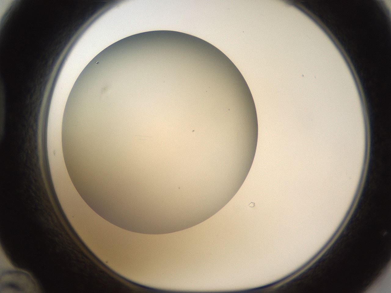 folderID301_plateID1301_batchID4294_wellNum48_profileID1_d1_r77959_ef.jpg