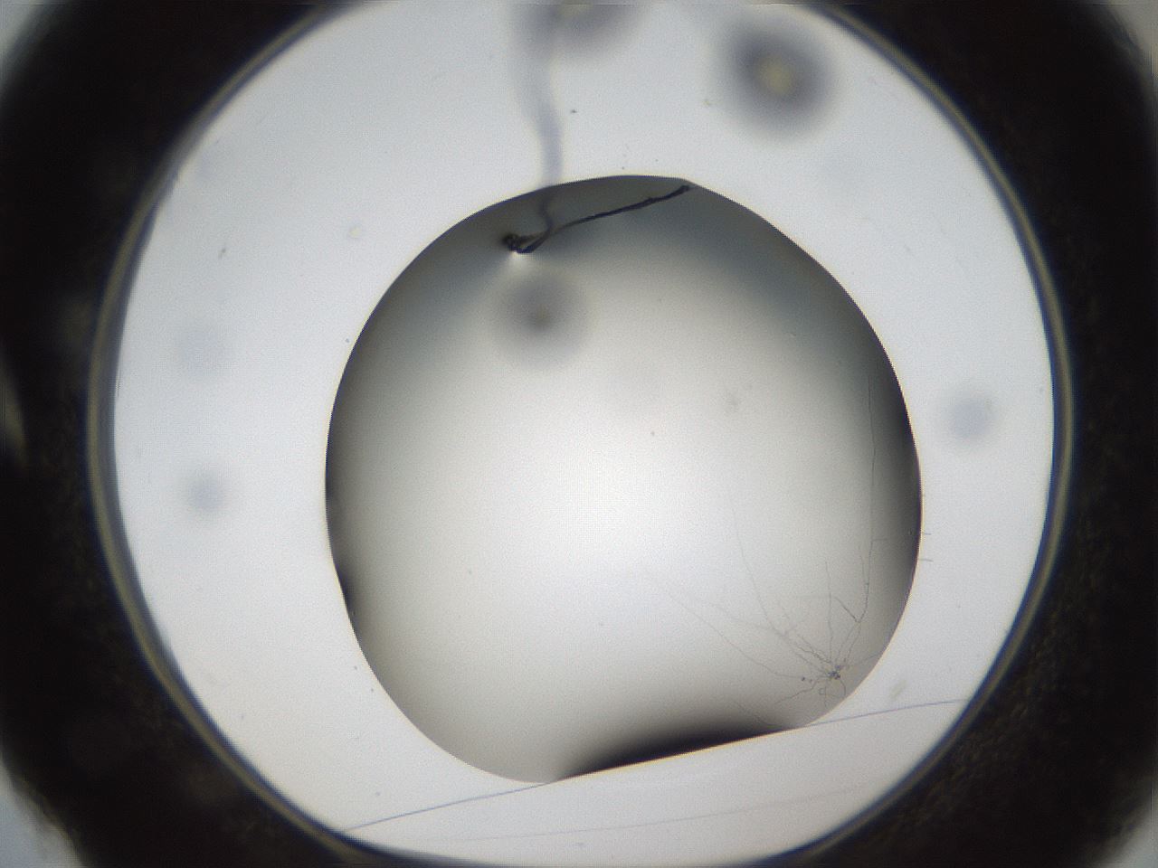 folderID301_plateID1301_batchID4294_wellNum4_profileID1_d1_r77915_ef.jpg