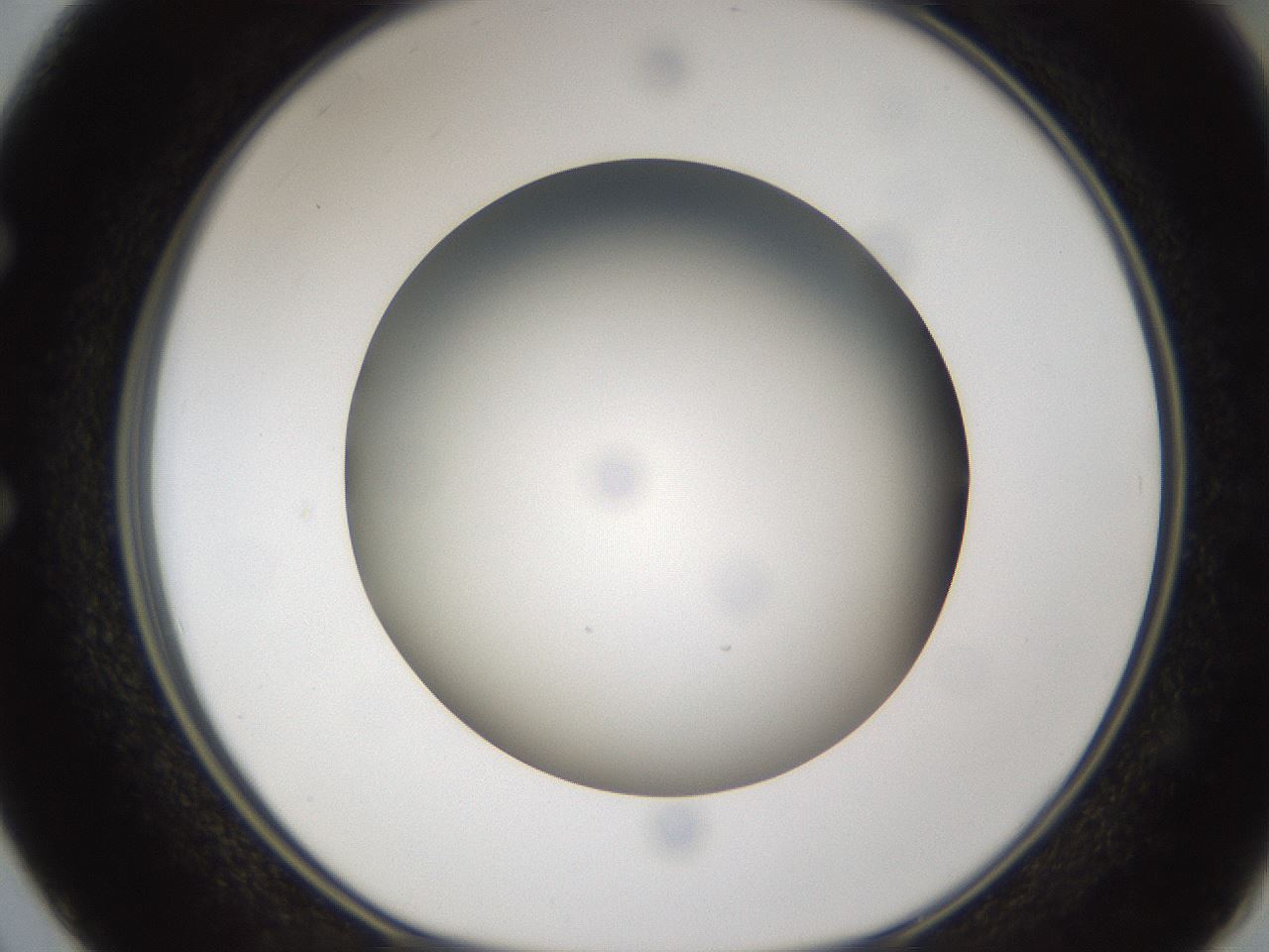 folderID301_plateID1301_batchID4294_wellNum50_profileID1_d1_r77961_ef.jpg