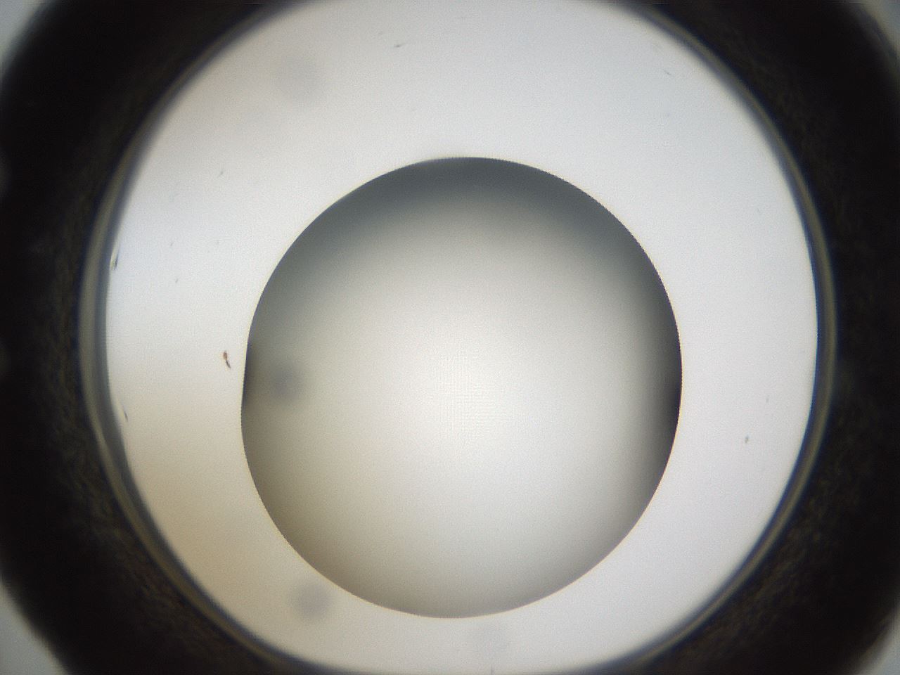folderID301_plateID1301_batchID4294_wellNum53_profileID1_d1_r77964_ef.jpg