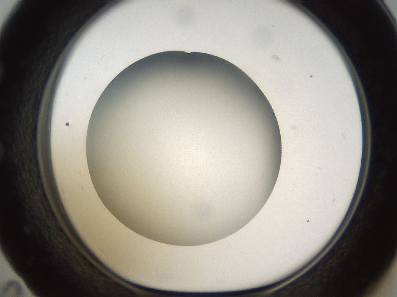 folderID301_plateID1301_batchID4294_wellNum59_profileID1_d1_r77970_ef.jpg