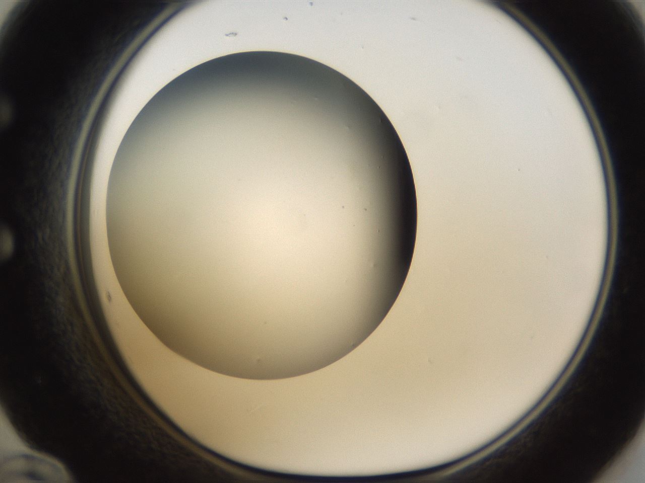 folderID301_plateID1301_batchID4294_wellNum60_profileID1_d1_r77971_ef.jpg
