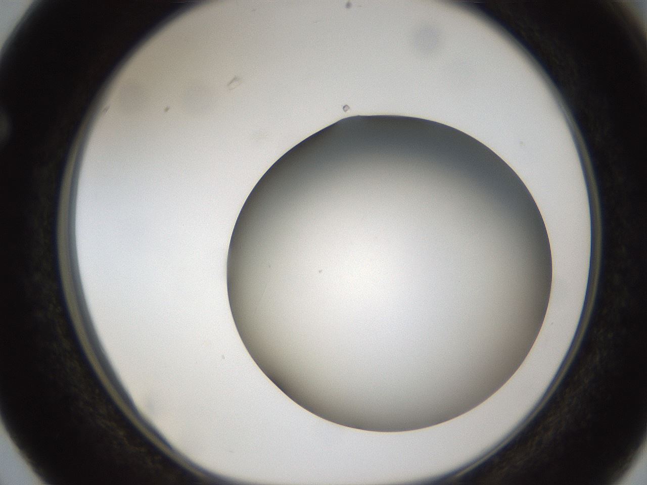 folderID301_plateID1301_batchID4294_wellNum63_profileID1_d1_r77974_ef.jpg