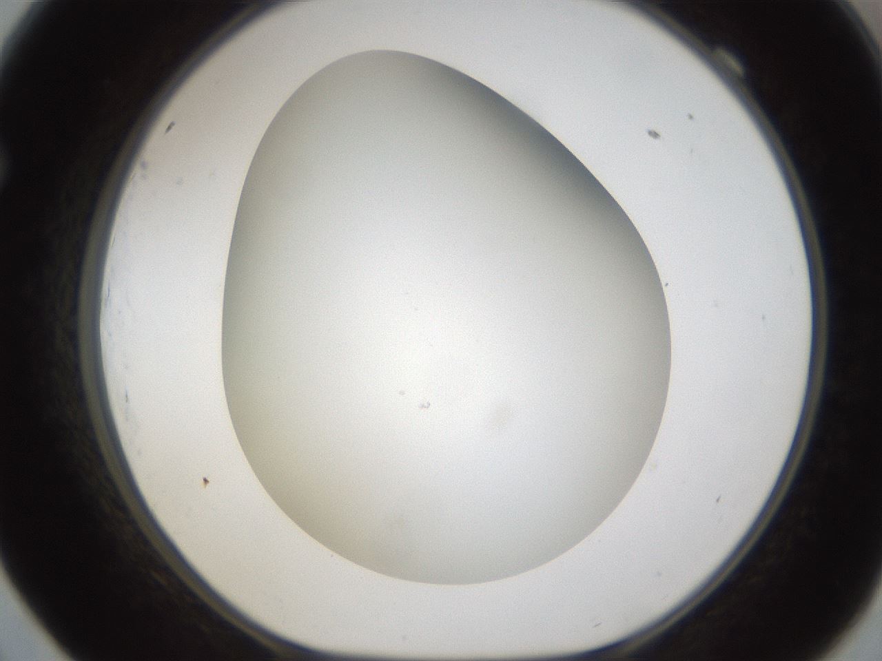 folderID301_plateID1301_batchID4294_wellNum69_profileID1_d1_r77980_ef.jpg