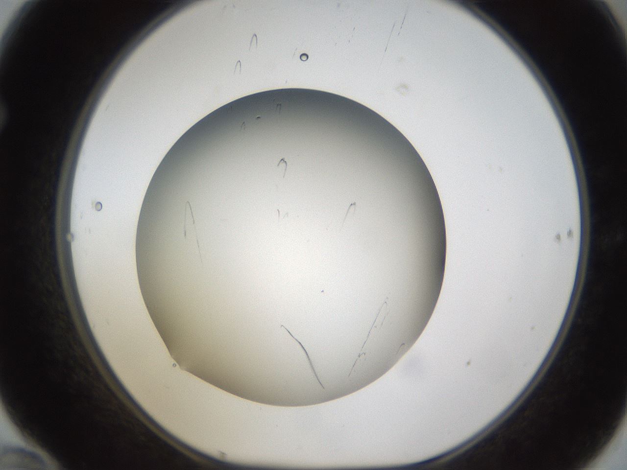 folderID301_plateID1301_batchID4294_wellNum70_profileID1_d1_r77981_ef.jpg