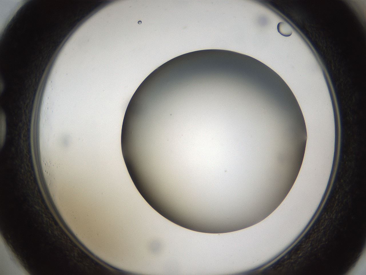 folderID301_plateID1301_batchID4294_wellNum73_profileID1_d1_r77984_ef.jpg