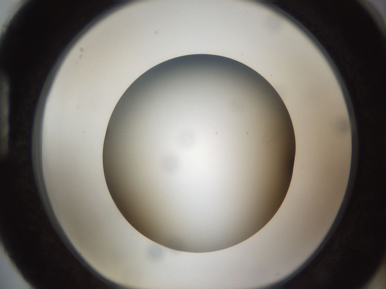 folderID301_plateID1301_batchID4294_wellNum88_profileID1_d1_r77999_ef.jpg