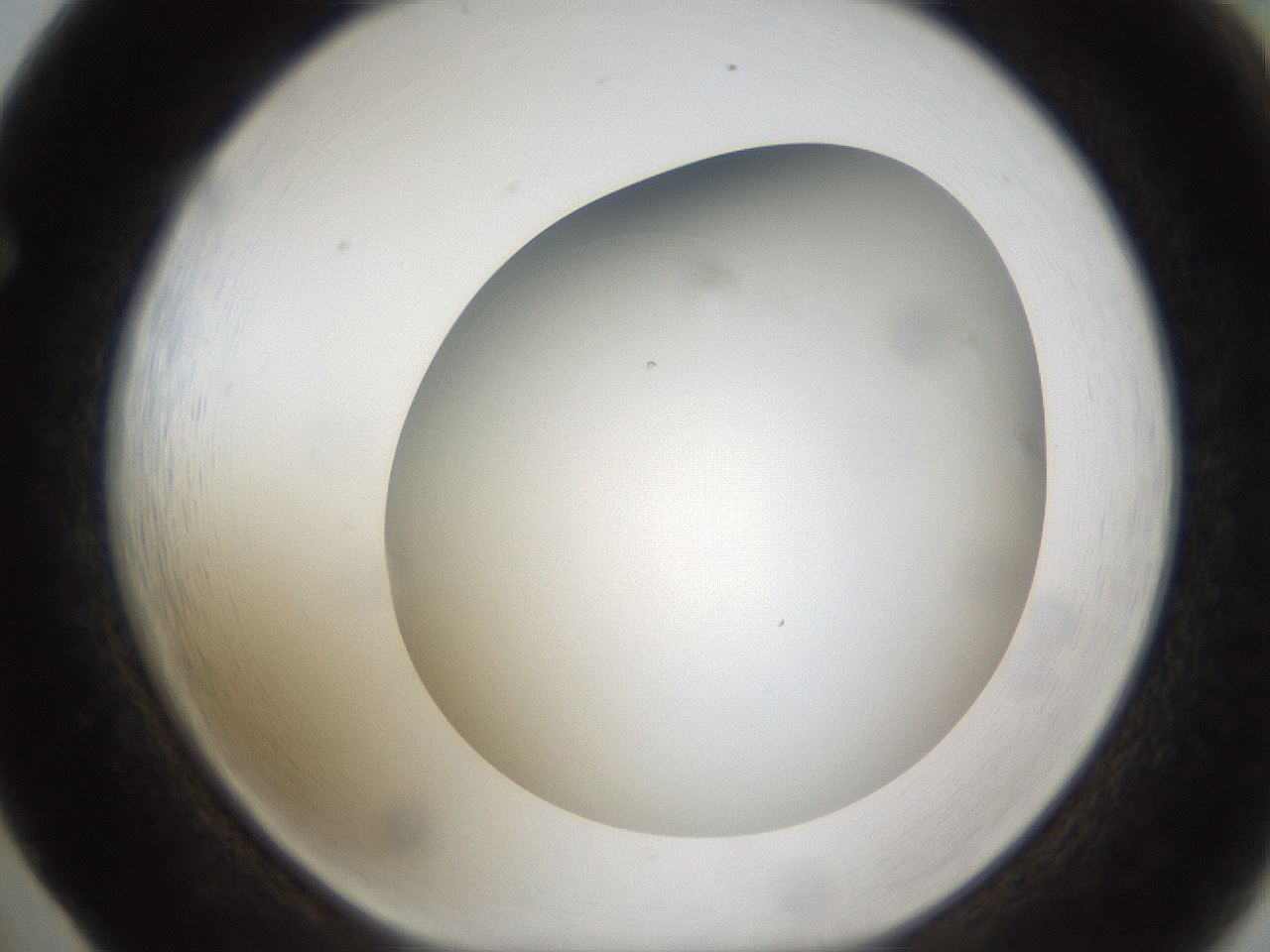 folderID301_plateID1301_batchID4294_wellNum65_profileID1_d1_r77976_ef.jpg