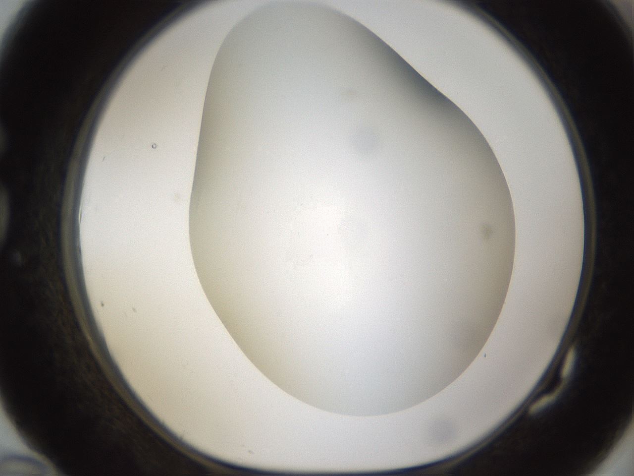 folderID301_plateID1301_batchID4294_wellNum82_profileID1_d1_r77993_ef.jpg