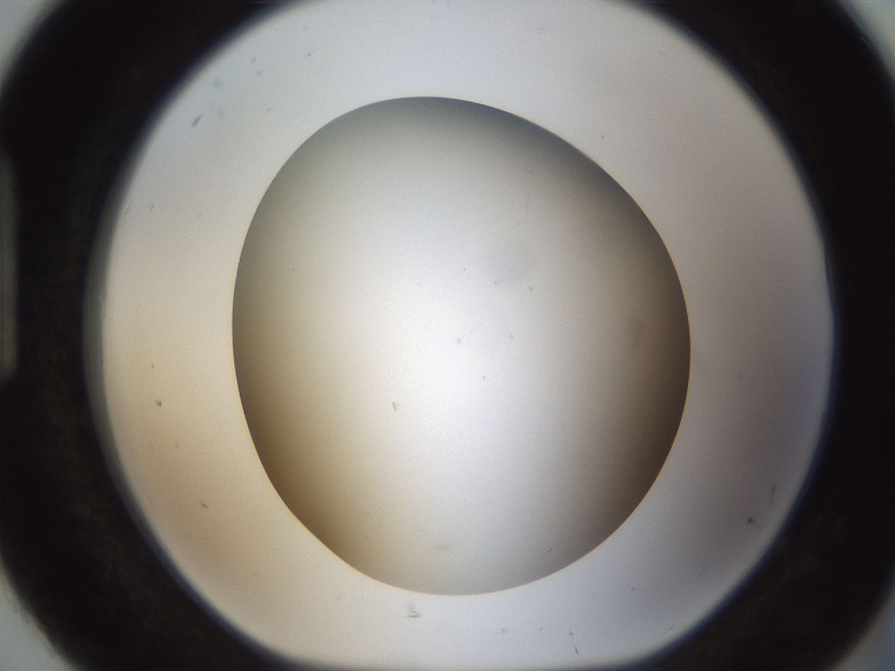 folderID301_plateID1301_batchID4294_wellNum92_profileID1_d1_r78003_ef.jpg