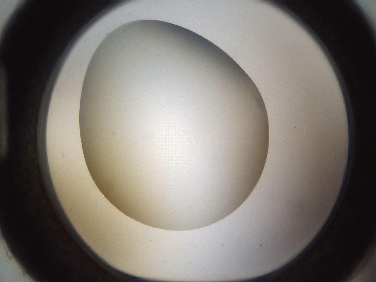 folderID301_plateID1301_batchID4294_wellNum93_profileID1_d1_r78004_ef.jpg