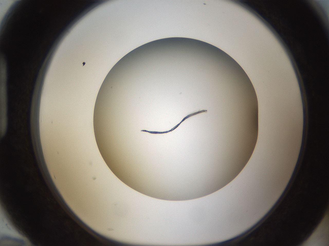 folderID301_plateID1301_batchID4294_wellNum94_profileID1_d1_r78005_ef.jpg