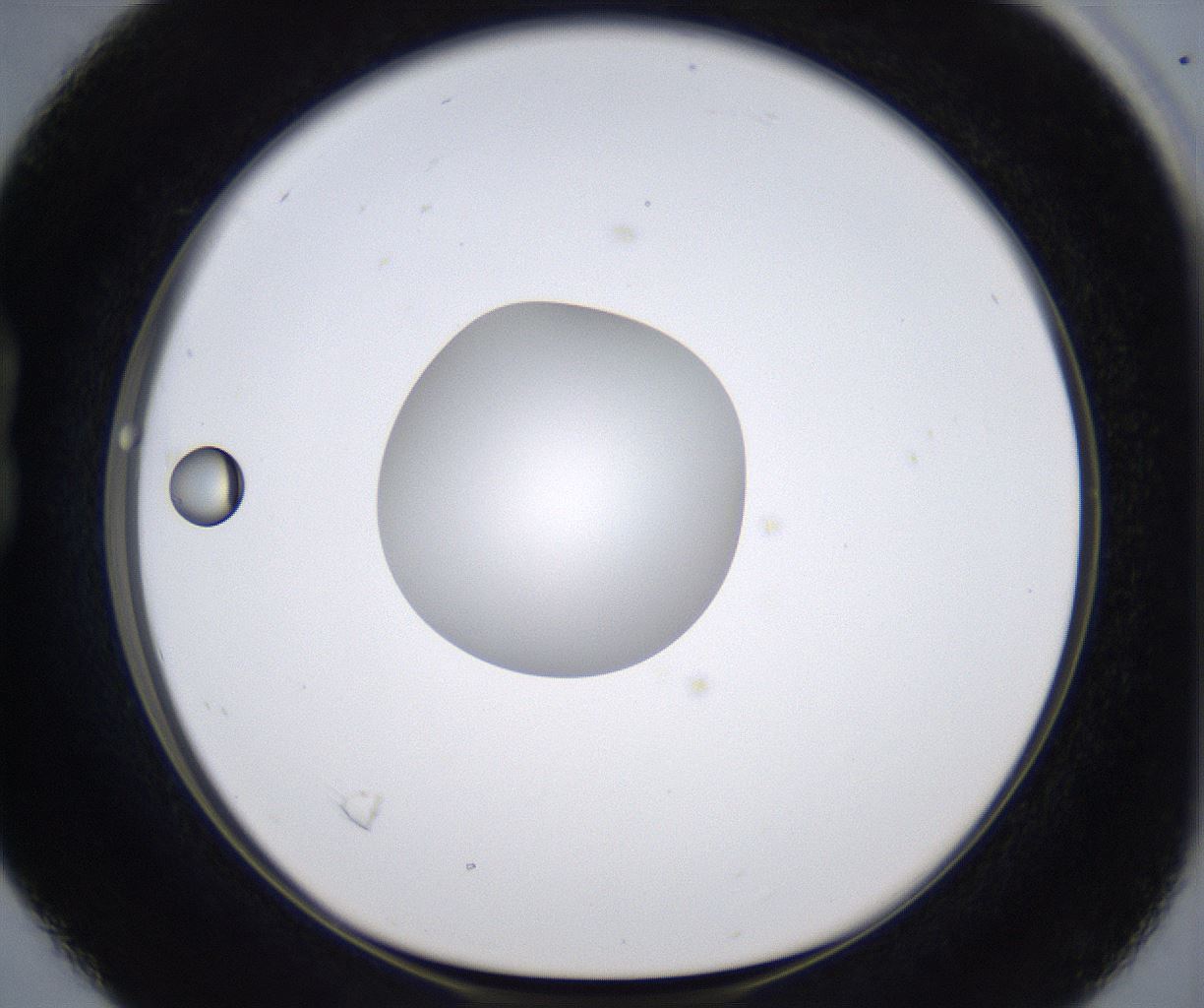 folderID301_plateID2301_batchID10847_wellNum16_profileID1_d1_r161053_ef.jpg