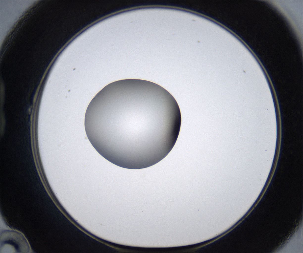 folderID301_plateID2301_batchID10847_wellNum22_profileID1_d1_r161059_ef.jpg