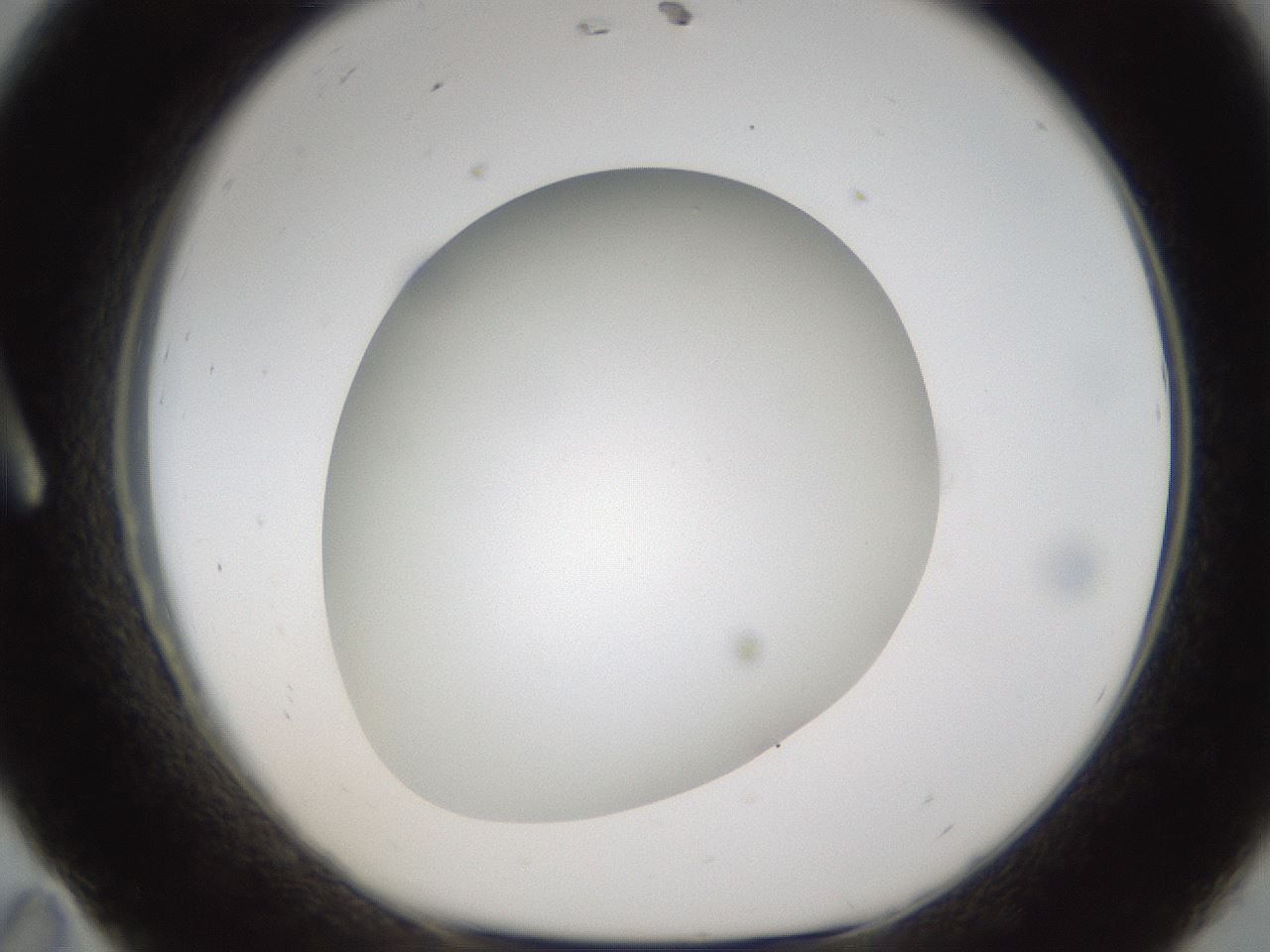 folderID302_plateID1302_batchID4262_wellNum11_profileID1_d1_r78306_ef.jpg