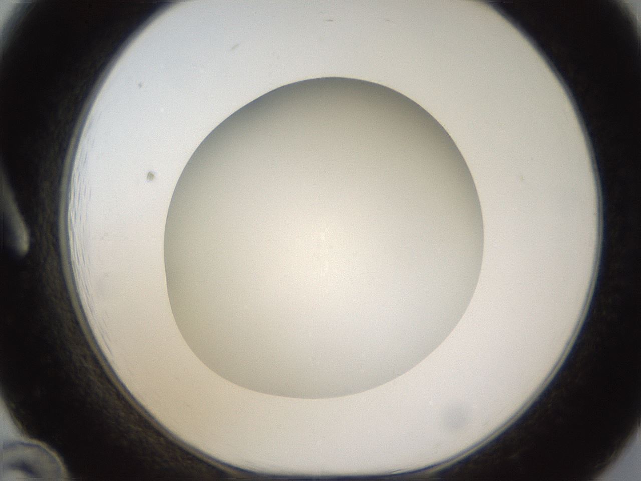 folderID302_plateID1302_batchID4262_wellNum12_profileID1_d1_r78307_ef.jpg