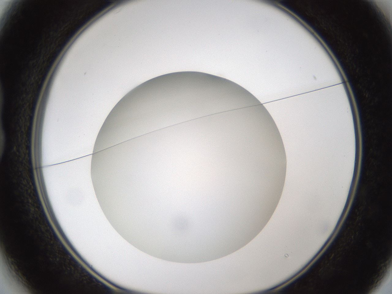 folderID302_plateID1302_batchID4262_wellNum13_profileID1_d1_r78308_ef.jpg