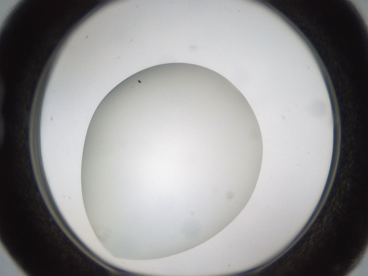 folderID302_plateID1302_batchID4262_wellNum16_profileID1_d1_r78311_ef.jpg
