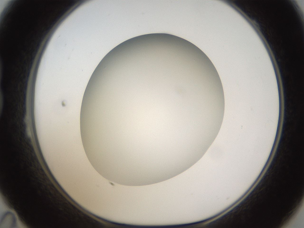 folderID302_plateID1302_batchID4262_wellNum23_profileID1_d1_r78318_ef.jpg