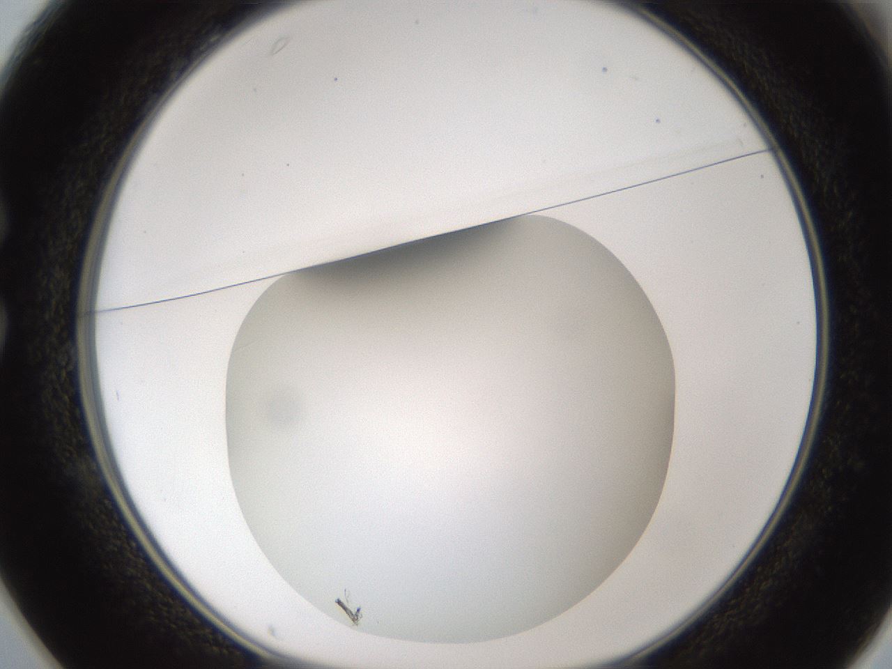 folderID302_plateID1302_batchID4262_wellNum25_profileID1_d1_r78320_ef.jpg