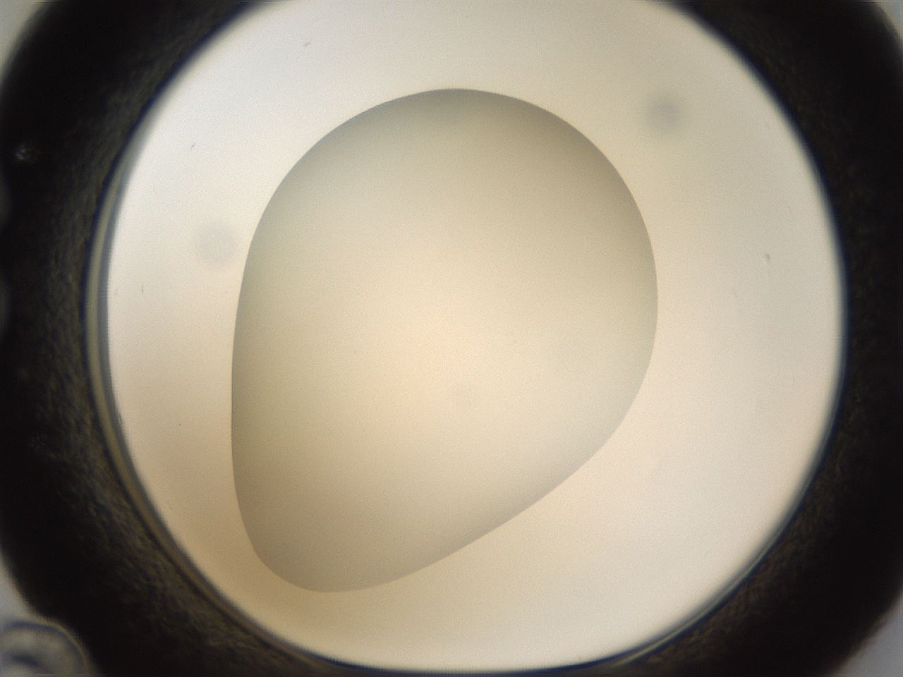 folderID302_plateID1302_batchID4262_wellNum36_profileID1_d1_r78331_ef.jpg