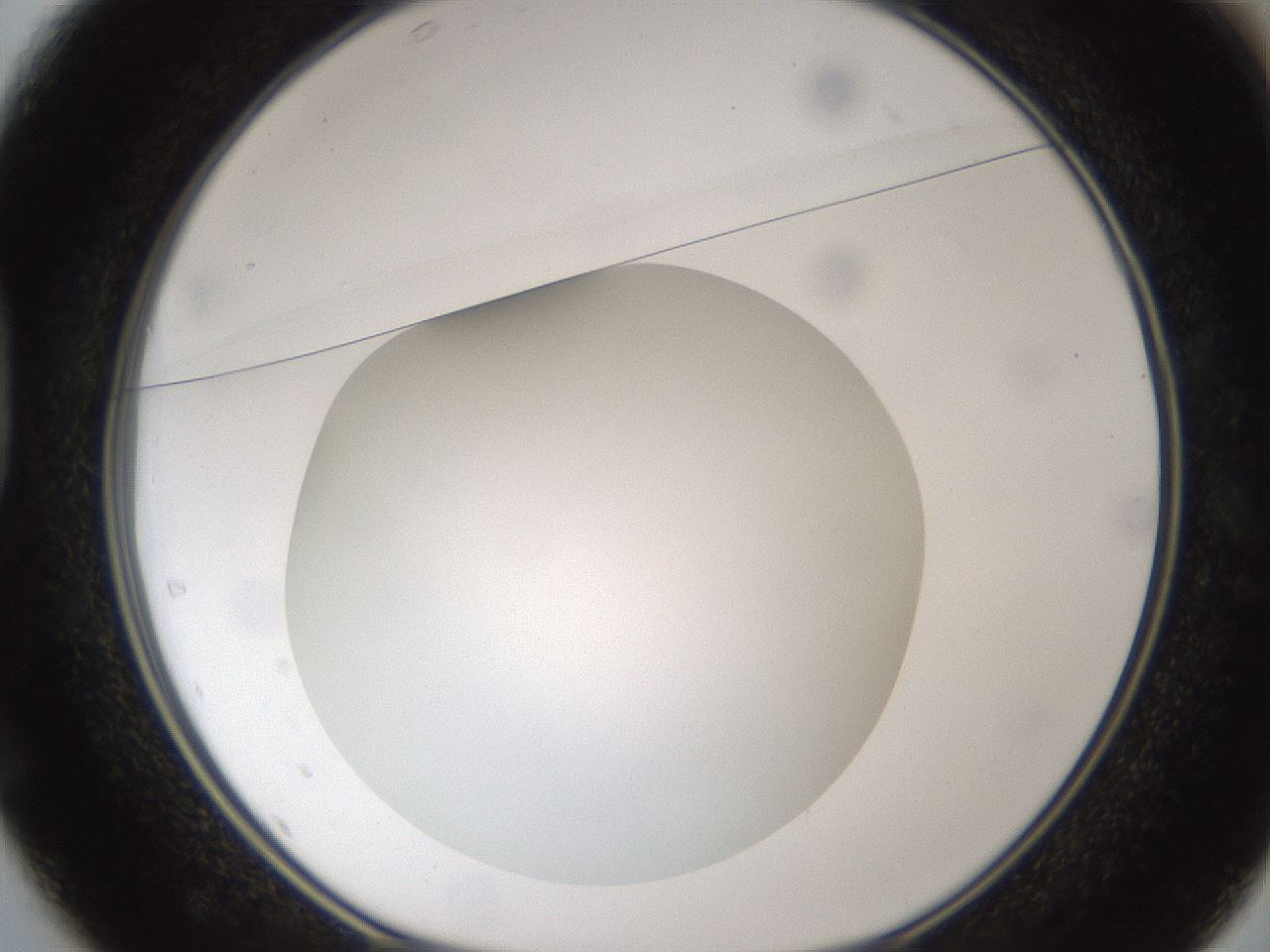 folderID302_plateID1302_batchID4262_wellNum37_profileID1_d1_r78332_ef.jpg