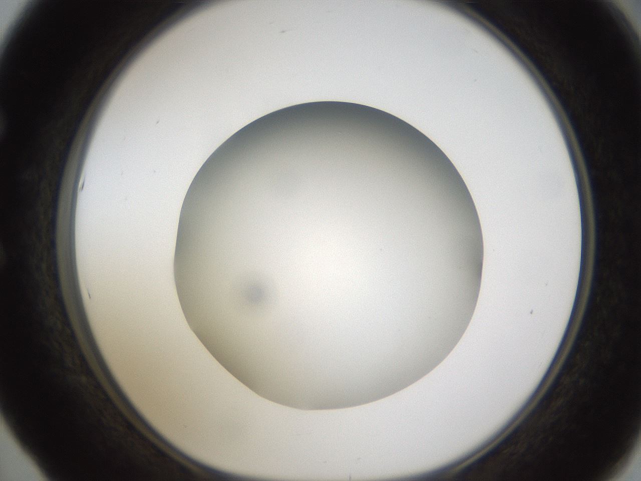 folderID302_plateID1302_batchID4262_wellNum53_profileID1_d1_r78348_ef.jpg