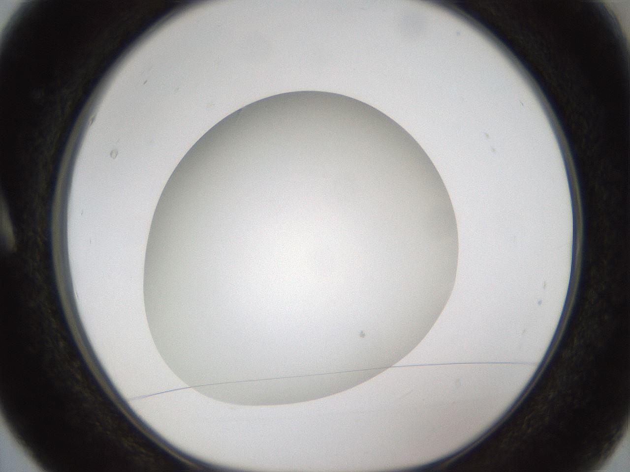 folderID302_plateID1302_batchID4262_wellNum5_profileID1_d1_r78300_ef.jpg