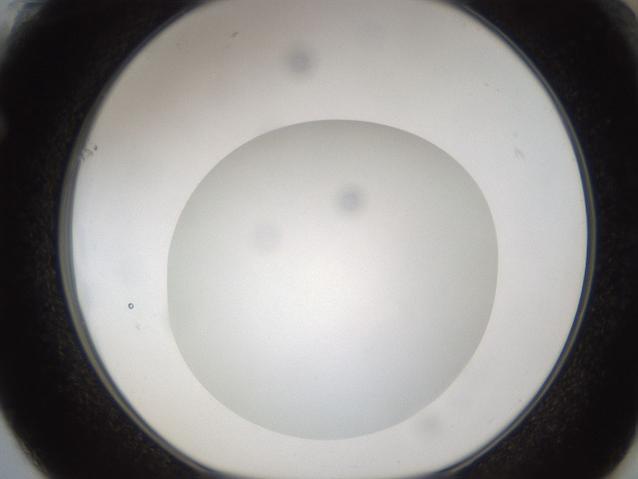 folderID302_plateID1302_batchID4262_wellNum61_profileID1_d1_r78356_ef.jpg