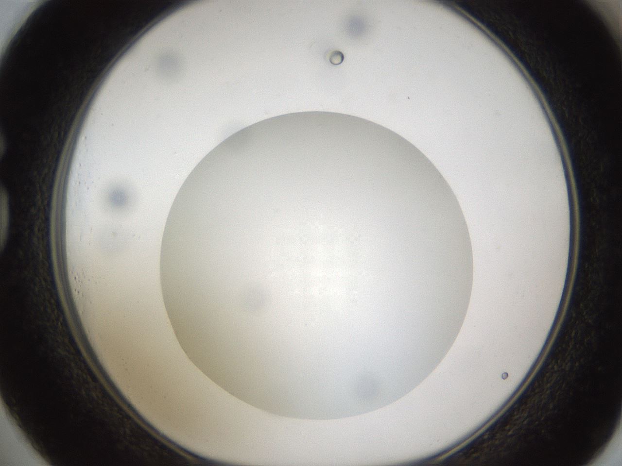 folderID302_plateID1302_batchID4262_wellNum73_profileID1_d1_r78368_ef.jpg