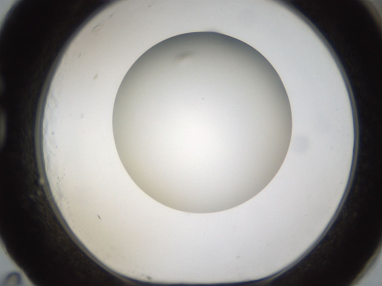 folderID302_plateID1302_batchID4262_wellNum83_profileID1_d1_r78378_ef.jpg
