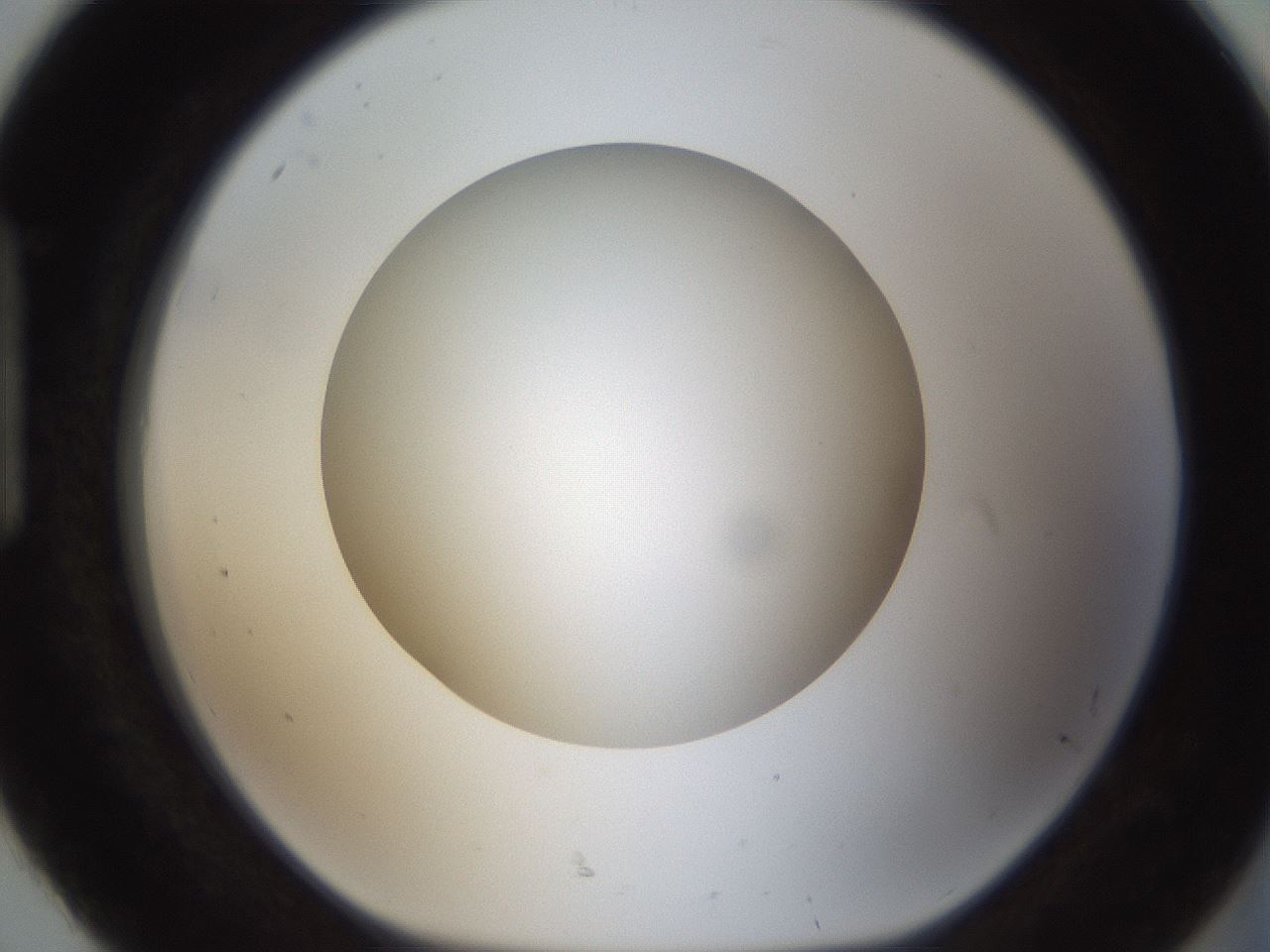 folderID302_plateID1302_batchID4262_wellNum92_profileID1_d1_r78387_ef.jpg