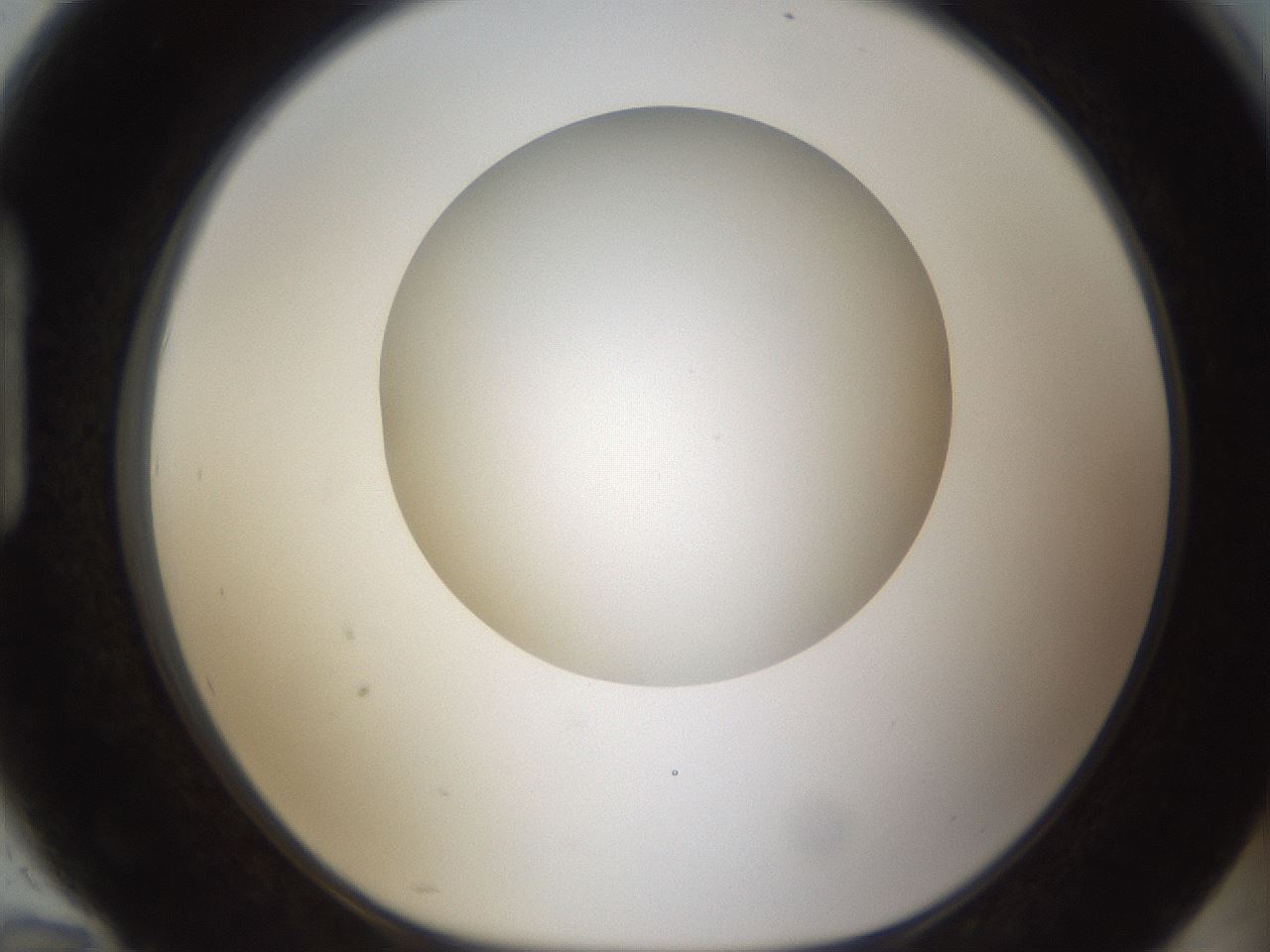 folderID302_plateID1302_batchID4262_wellNum94_profileID1_d1_r78389_ef.jpg