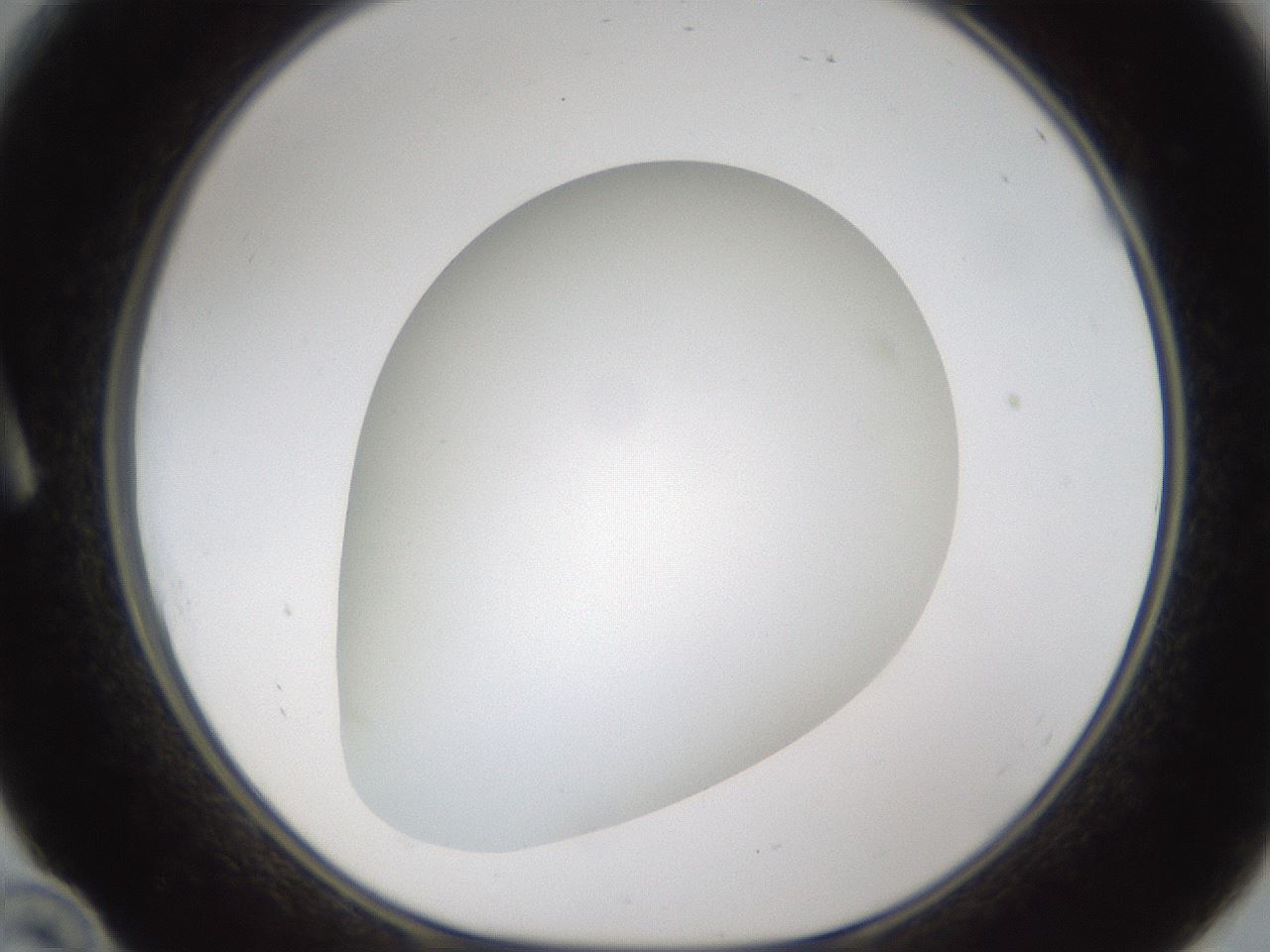 folderID302_plateID1302_batchID4299_wellNum10_profileID1_d1_r78305_ef.jpg