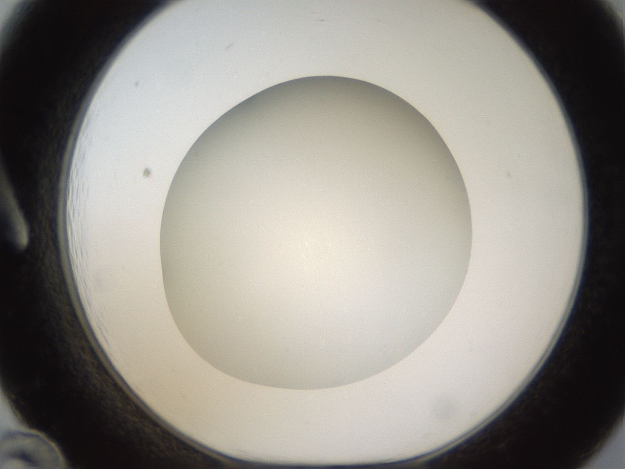 folderID302_plateID1302_batchID4299_wellNum12_profileID1_d1_r78307_ef.jpg