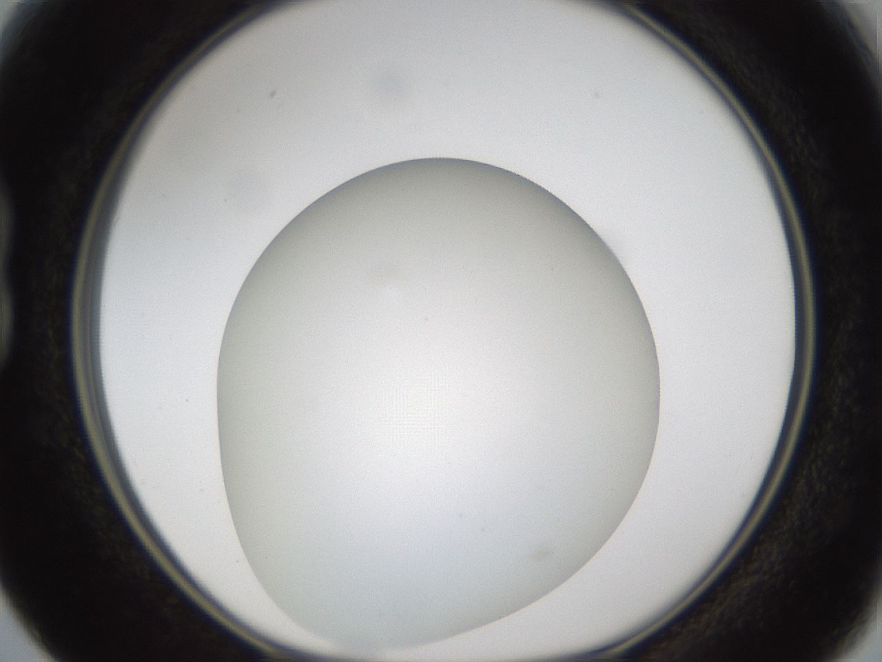 folderID302_plateID1302_batchID4299_wellNum15_profileID1_d1_r78310_ef.jpg