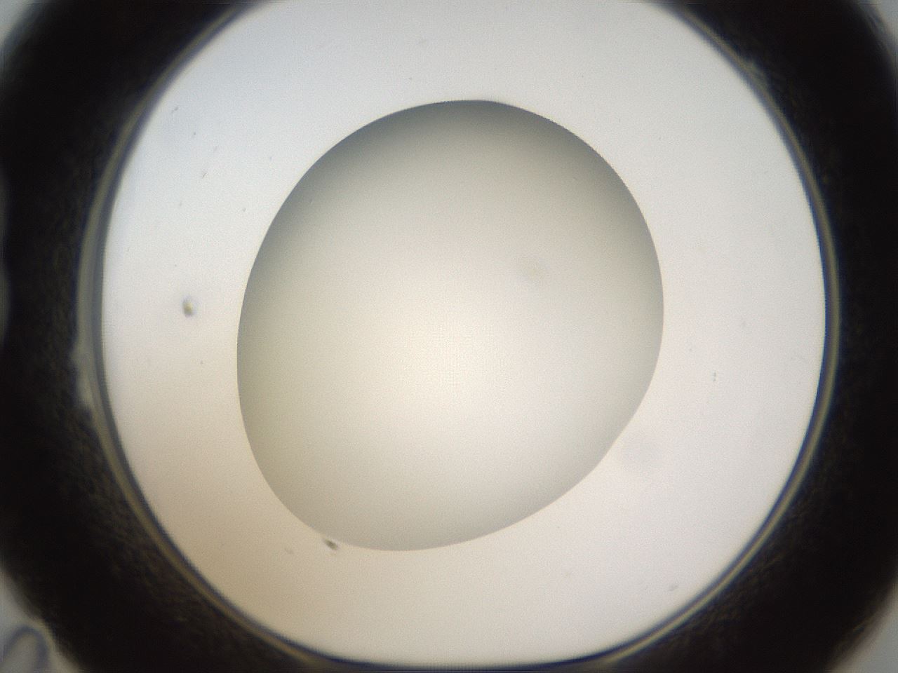 folderID302_plateID1302_batchID4299_wellNum23_profileID1_d1_r78318_ef.jpg