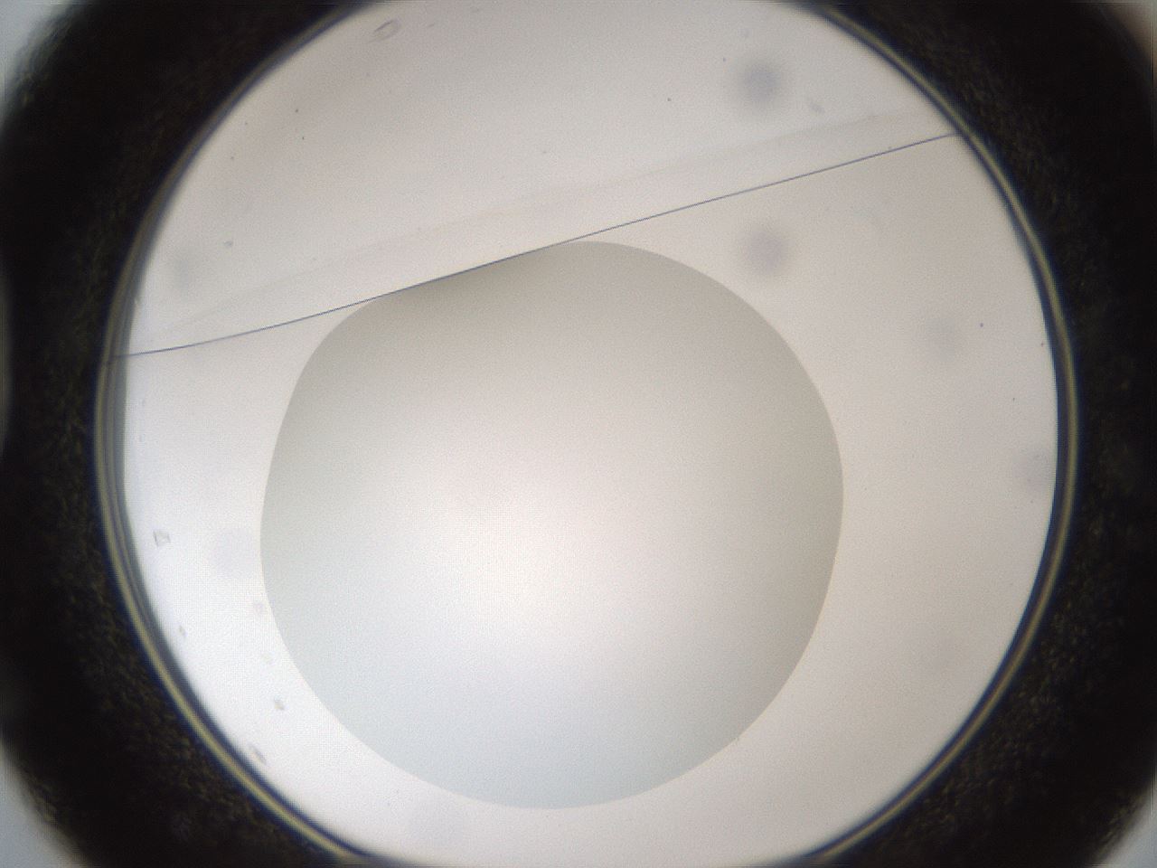 folderID302_plateID1302_batchID4299_wellNum37_profileID1_d1_r78332_ef.jpg