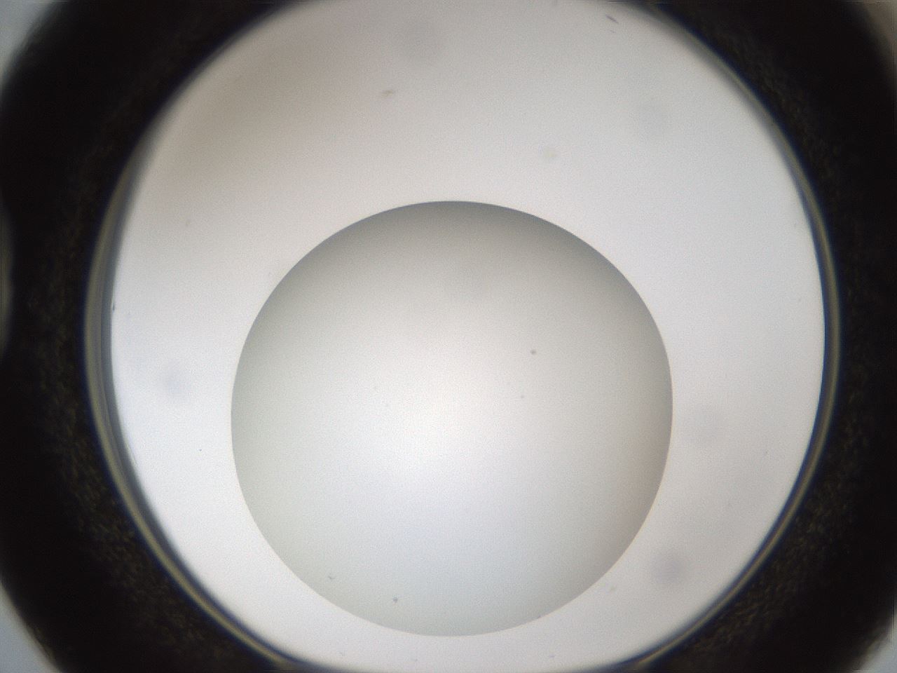 folderID302_plateID1302_batchID4299_wellNum38_profileID1_d1_r78333_ef.jpg
